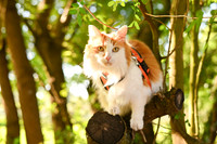 DSC_7544_bcropy