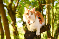 DSC_7546_bcropy