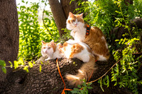 DSC_7966_bcropy