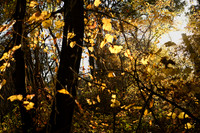 DSC_4909_fall_trip