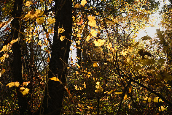 DSC_4909_fall_trip