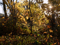 DSC_5031 copy_fall_1223