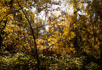 DSC_5915_fall_123
