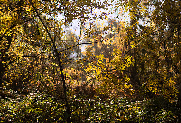 DSC_5915_fall_123