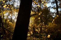 DSC_4658 cropy_fall_123
