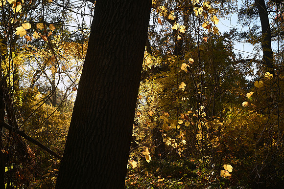DSC_4658 cropy_fall_123