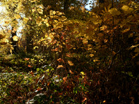 DSC_4638_fall-srgb