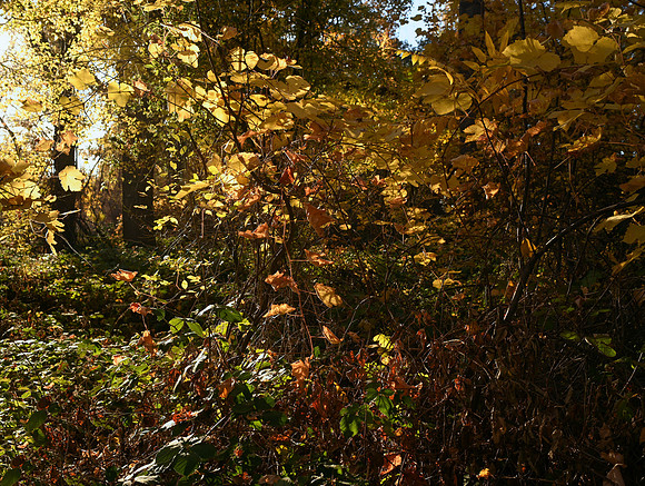 DSC_4638_fall-srgb