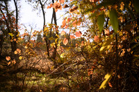 DSC_4320_americanriver_fal