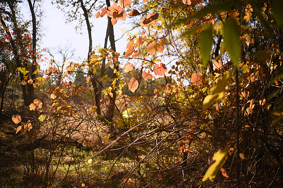 DSC_4320_americanriver_fal