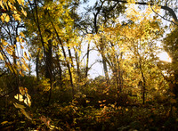DSC_3590_fall123copy