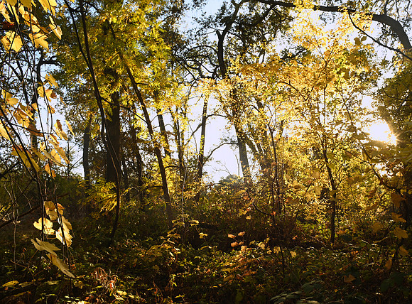 DSC_3590_fall123copy