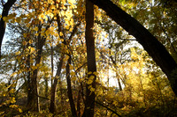 DSC_3589_fall_123