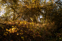 DSC_4150_fall_smericanriver